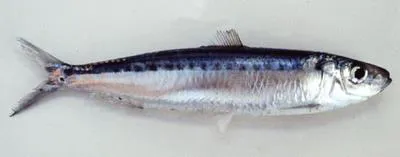 Spotted sardinella (Amblygaster sirm)