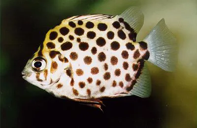 Spotted scat (Scatophagus argus)
