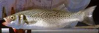 Spotted seabass (Dicentrarchus punctatus)