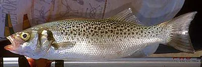 Spotted seabass (Dicentrarchus punctatus)