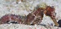 Spotted seahorse (Hippocampus kuda)