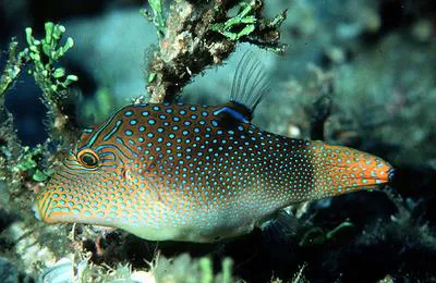 Spotted sharpnose (Canthigaster solandri)