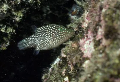 Spotted sharpnosed puffer (Canthigaster punctatissima)