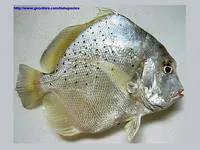 Spotted sicklefish (Drepane punctata)