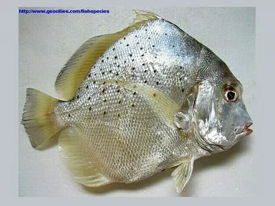 Spotted sicklefish (Drepane punctata)