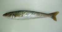 Spotted sillago (Sillaginodes punctatus)