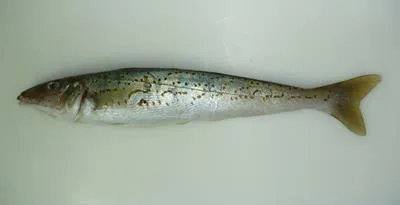Spotted sillago (Sillaginodes punctatus)