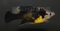 Spotted skiffia (Skiffia multipunctata)