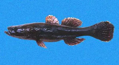 Spotted sleeper (Eleotris picta)