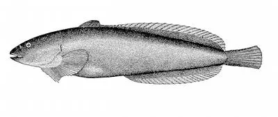 Spotted snailfish (Liparis callyodon)