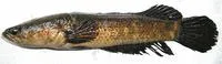Spotted snakehead (Channa punctata)