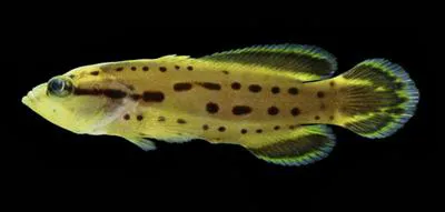 Spotted soapfish (Rypticus subbifrenatus)