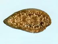 Spotted sole (Phyllichthys punctatus)