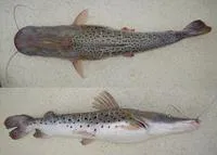 Spotted sorubim (Pseudoplatystoma corruscans)