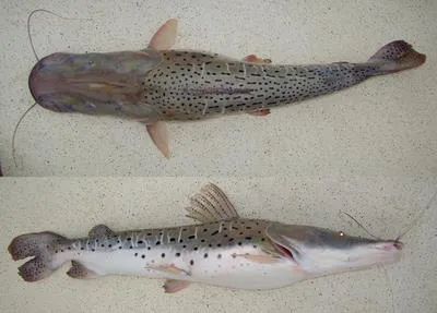 Spotted sorubim (Pseudoplatystoma corruscans)
