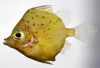 Spotted spikefish (Hollardia meadi)