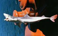 Spotted spiny dogfish (Squalus suckleyi)