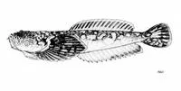 Spotted stargazer (Genyagnus monopterygius)