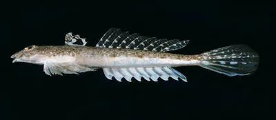 Spotted stinkfish (Repomucenus calcaratus)