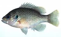Spotted sunfish (Lepomis punctatus)