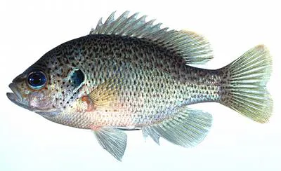 Spotted sunfish (Lepomis punctatus)