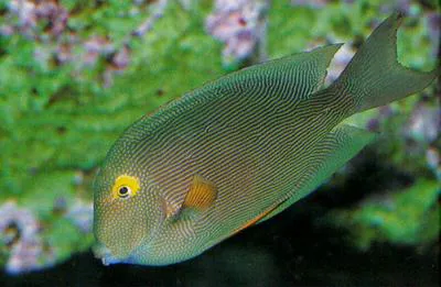 Spotted surgeonfish (Ctenochaetus strigosus)