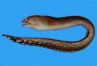Spotted-tail moray (Gymnothorax equatorialis)