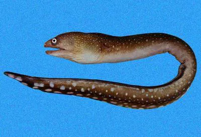 Spotted-tail moray (Gymnothorax equatorialis)