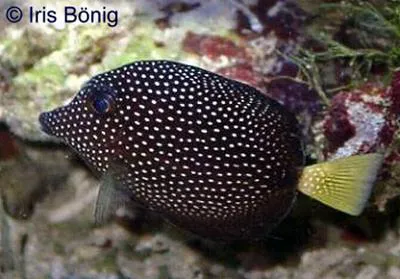 Spotted tang (Zebrasoma gemmatum)