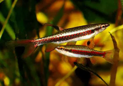 Spotted tetra (Copella nattereri)