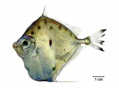 Spotted tinselfish (Xenolepidichthys dalgleishi)