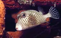 Spotted trunkfish (Lactophrys bicaudalis)