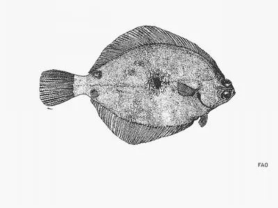 Spotted turbot (Pleuronichthys ritteri)