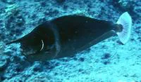 Spotted unicornfish (Naso brevirostris)