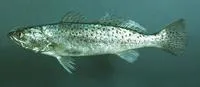 Spotted weakfish (Cynoscion nebulosus)