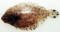 Spotted whiff (Citharichthys macrops)