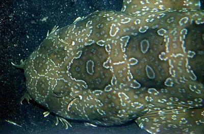 Spotted wobbegong (Orectolobus maculatus)
