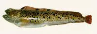 Spotted wolffish (Anarhichas minor)