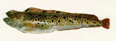 Spotted wolffish (Anarhichas minor)