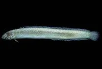 Spotted worm goby (Cerdale ionthas)