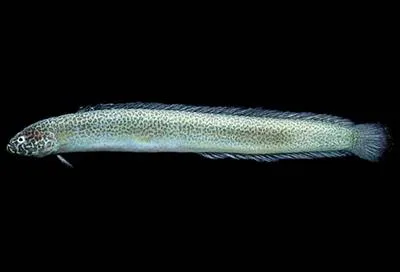 Spotted worm goby (Cerdale ionthas)