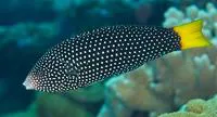 Spotted wrasse (Anampses meleagrides)