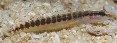 Spotted wriggler (Xenisthmus eirospilus)