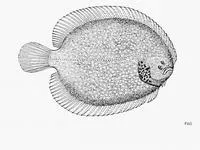 Spottedcheek sole (Trinectes opercularis)