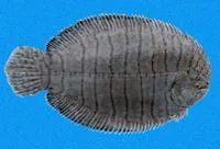 Spottedfin sole (Trinectes fonsecensis)