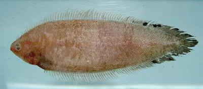 Spottedfin tonguefish (Symphurus diomedeanus)
