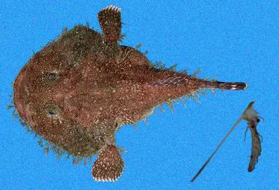 Spottedtail angler (Lophiodes caulinaris)