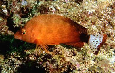 Spottedtail hawkfish (Cirrhitichthys calliurus)