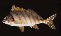 Spottedtail morwong (Cheilodactylus zonatus)