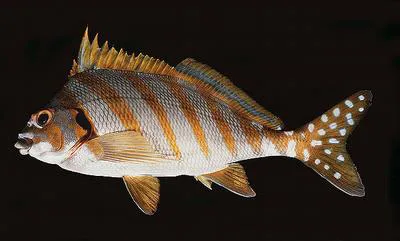 Spottedtail morwong (Cheilodactylus zonatus)
